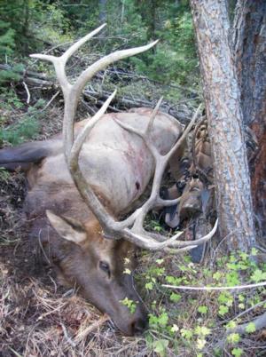 Elk Hunting